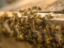 Reconoce Sedagro importancia biológica y económica de las abejas