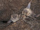 Se fortalece cuidado del refugio de vida silvestre entrada de la cueva El Salitre