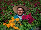 Listos productores de cempasúchil y flor de terciopelo para la celebración de “Día de Muertos”