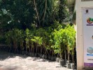 Recibe Propaem pinos y árboles frutales como parte de compensación ambiental
