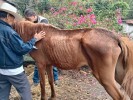 Atienden Propaem y FGE denuncia por maltrato a caballo en Tepoztlán