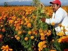 Lista producción de flor de cempasúchil en Morelos 