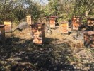 Producen miel en áreas naturales protegidas de Morelos