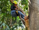 Capacitan a personal de SDS en técnicas de ascenso y descenso de árboles