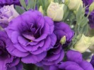 Este 10 de mayo expresa tu cariño con flores de ornato