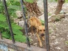 Atiende Propaem denuncia de caninos maltratados en Tlaltizapán