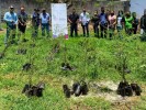 Beneficia SDS a más de 16 comunidades de la zona oriente con árboles para reforestar