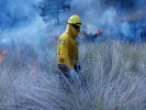 Continúan acciones para prevenir incendios forestales: SDS