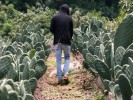 Es Morelos principal productor de nopal en México