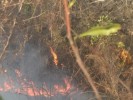 Comunicado de prensa incendio forestal Barranca del tecolote