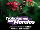 Impulsa Gobierno de Cuauhtémoc Blanco el desarrollo sustentable de Morelos